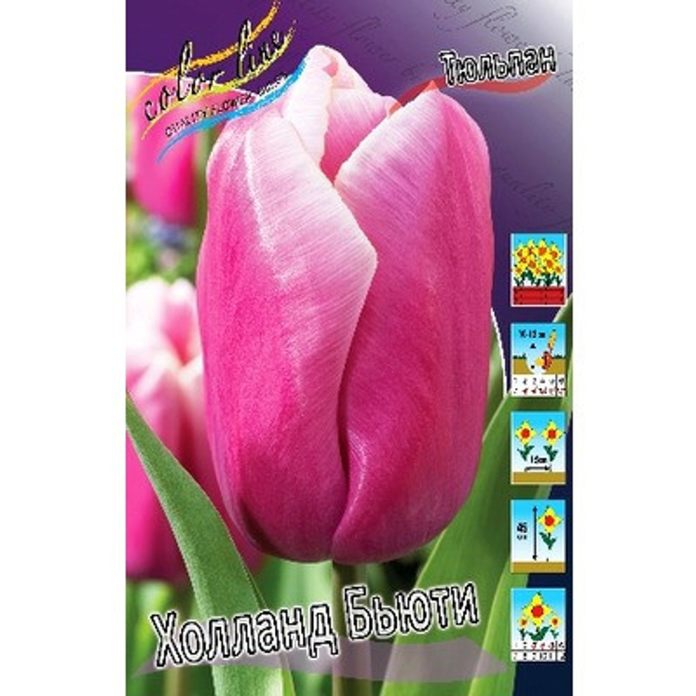 Тюльпан Холланд Бьюти