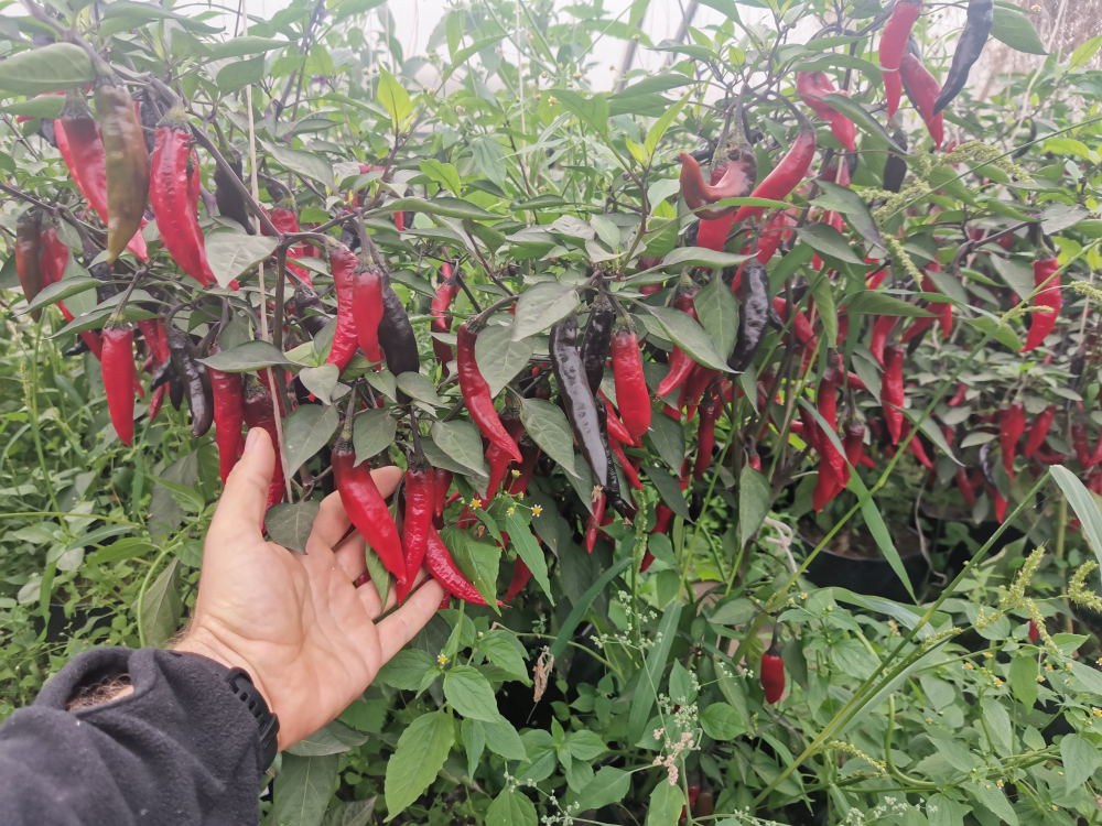 Сладкий Фиолетовый Японский Чили Перец Мурасаки Тогараши Ямато - 紫とうがらし