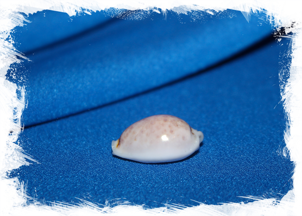 Ципрея бойвини (Erosaria boivinii)