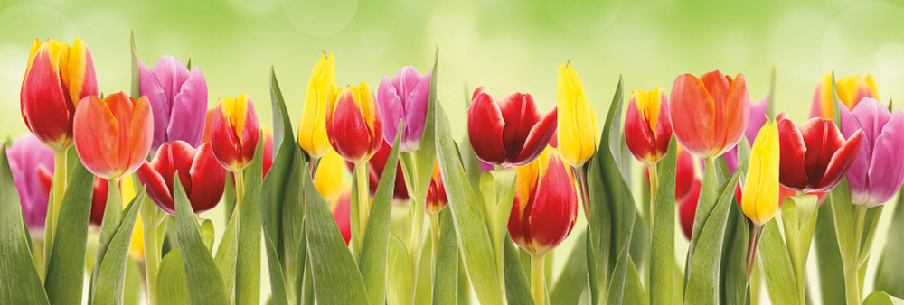 Коллекция Цветы