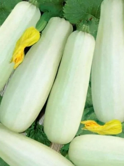 Семена ранних кустовых кабачков Якорь - 4 г