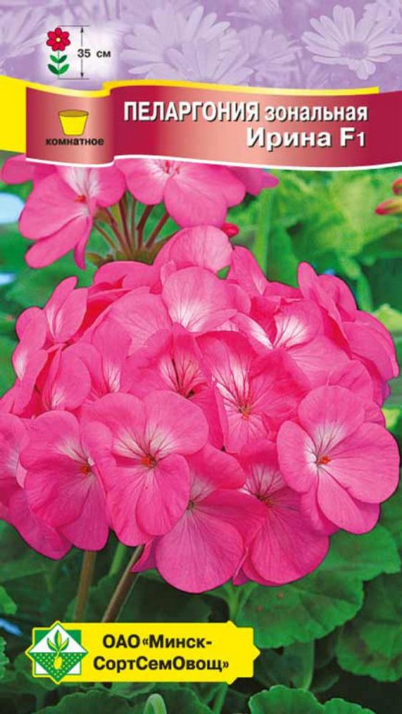 Пеларгония зональная "Ирина F1" 4шт, Чехия. Пеларгония зональная "Ирина F1" 4шт, Чехия.