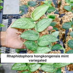 Рафидофора HONGKONGENSIS MINT