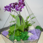 Готовый флорариум с орхидеей Вайн Алмаз