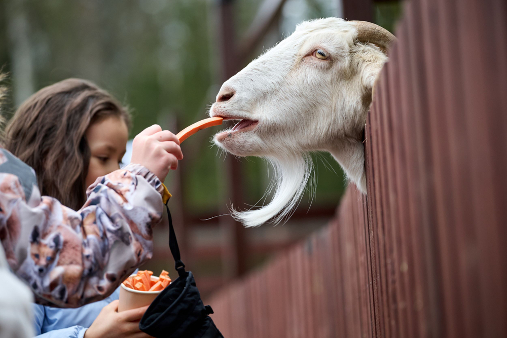 Праздник в стиле Гжель