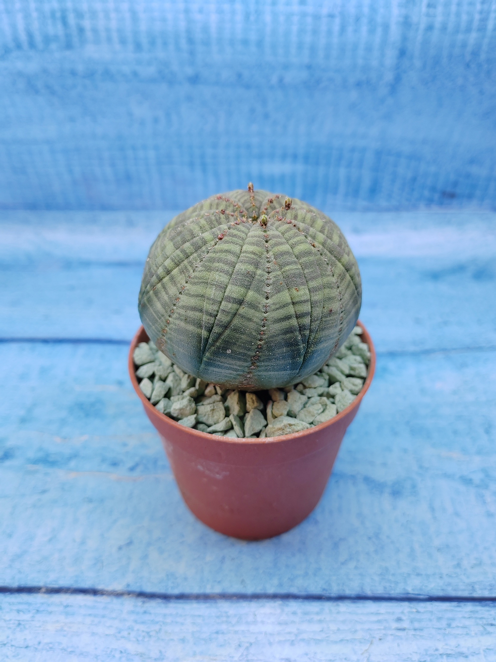 Euphorbia Obesa (Эуфорбия)