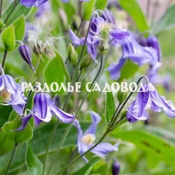 Клематис интегрифолия