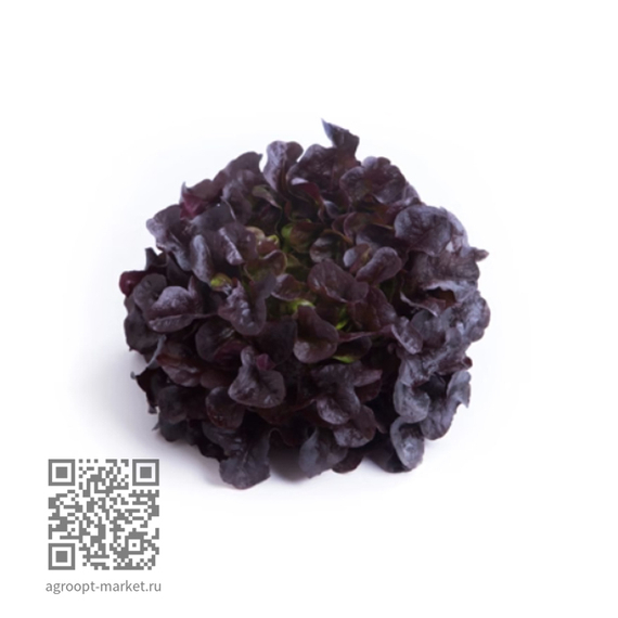 Ксодос_семена_салата_дуболистного_Rijk_Zwaan_салат – фото 1