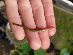 59164 Чай белый "Бай Хао Юньнань" №240