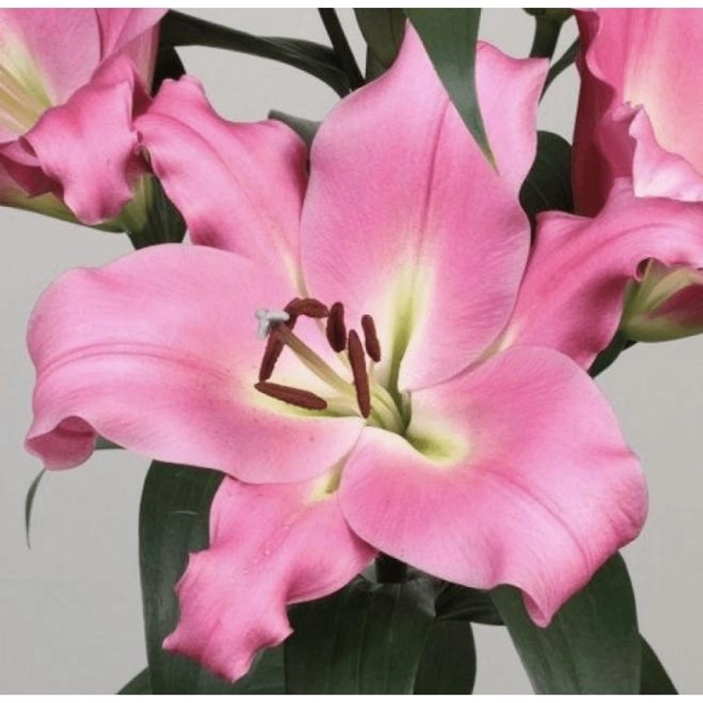 Лилия Батавиа 1 шт размер 18/20 Закупка М67 апрель 2026