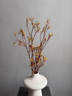 Анигозантус стабилизированный