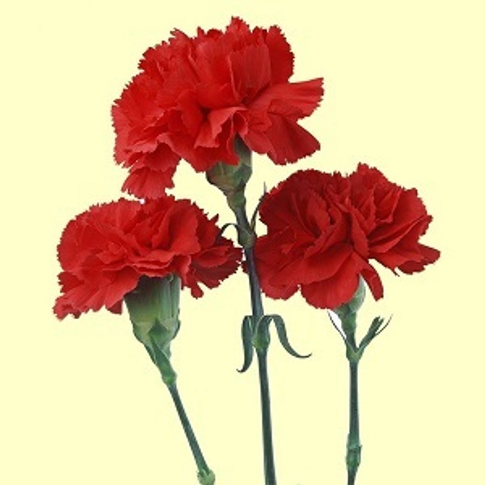 ГВОЗДИКИ ЦВЕТЫ 1777 (CARNATION FLOR BASE 1777 S.O.S.)