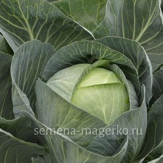 Капуста белокочанная Маркони  F1 2500 (семян)