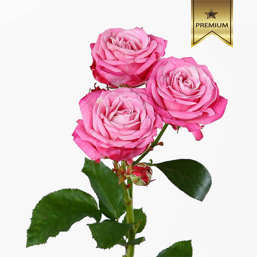 Купить Розы кустовые пионовидные Lady Bombastic от 5шт