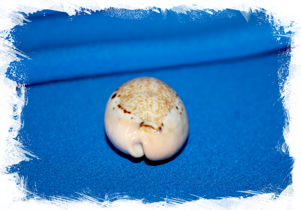 Каури Хангерфорда (Cypraea hungerfordi)