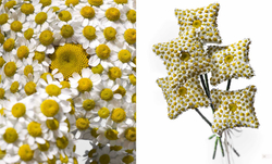 International Floral Art 2010/2011