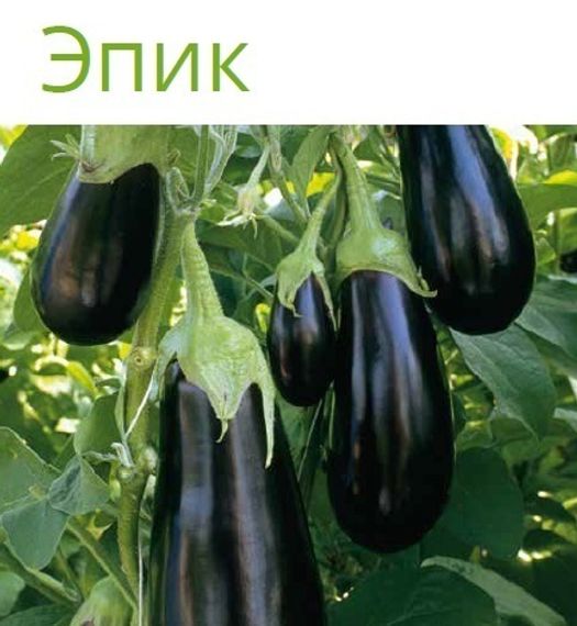 ЭПИК F1 семена баклажана (Seminis) цена