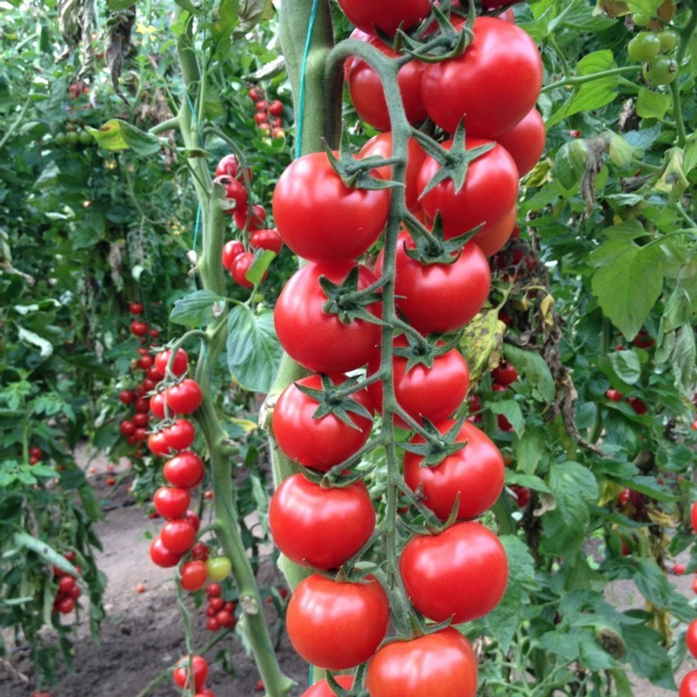 Арома F1 семена томата индетерминантного ( Yuksel Tohum / )