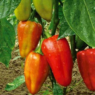 Перец сладкий Тацит F1 10  (семян)
