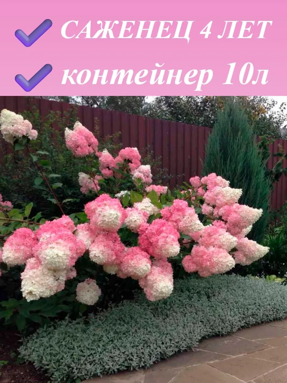 Ванилла Фрейз гортензия метельчатая