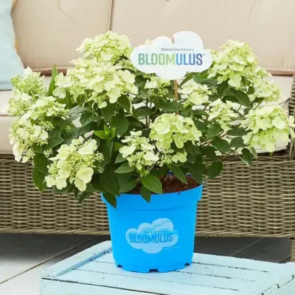 Кумра Облачная серия (Bloomulus Cumra) р9 (0.5л.) ИЮЛЬ 2026 г.