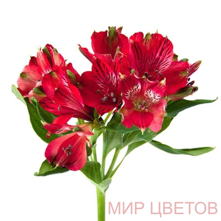 Альстромерия перфекшн красная