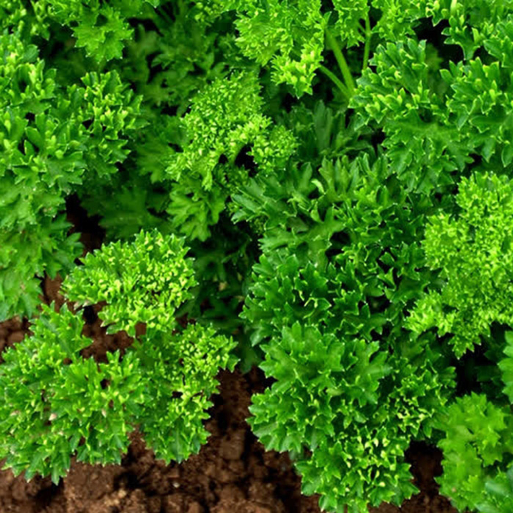 Вега семена петрушки (Enza Zaden / Энза Заден)