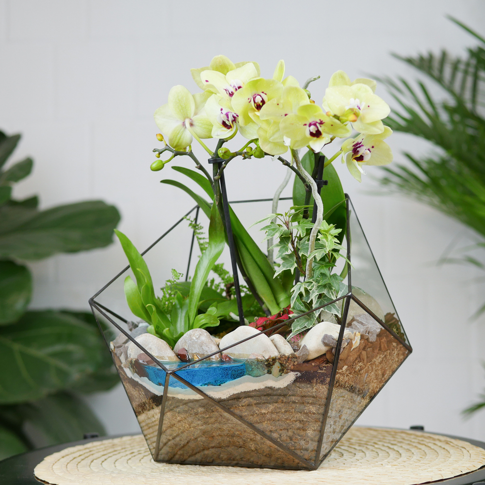 Готовый флорариум с орхидеей Лайм Икос L с озером