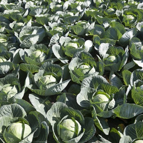 МАРЧЕЛЛО F1 семена капусты белокочанной (Rijk Zwaan | Alexagro) – фото 5