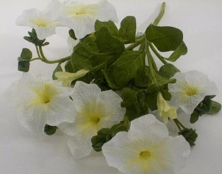 Петуния белая