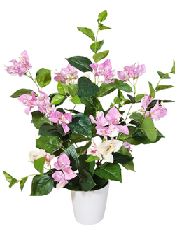 Бугенвиллия 60см в кашпо