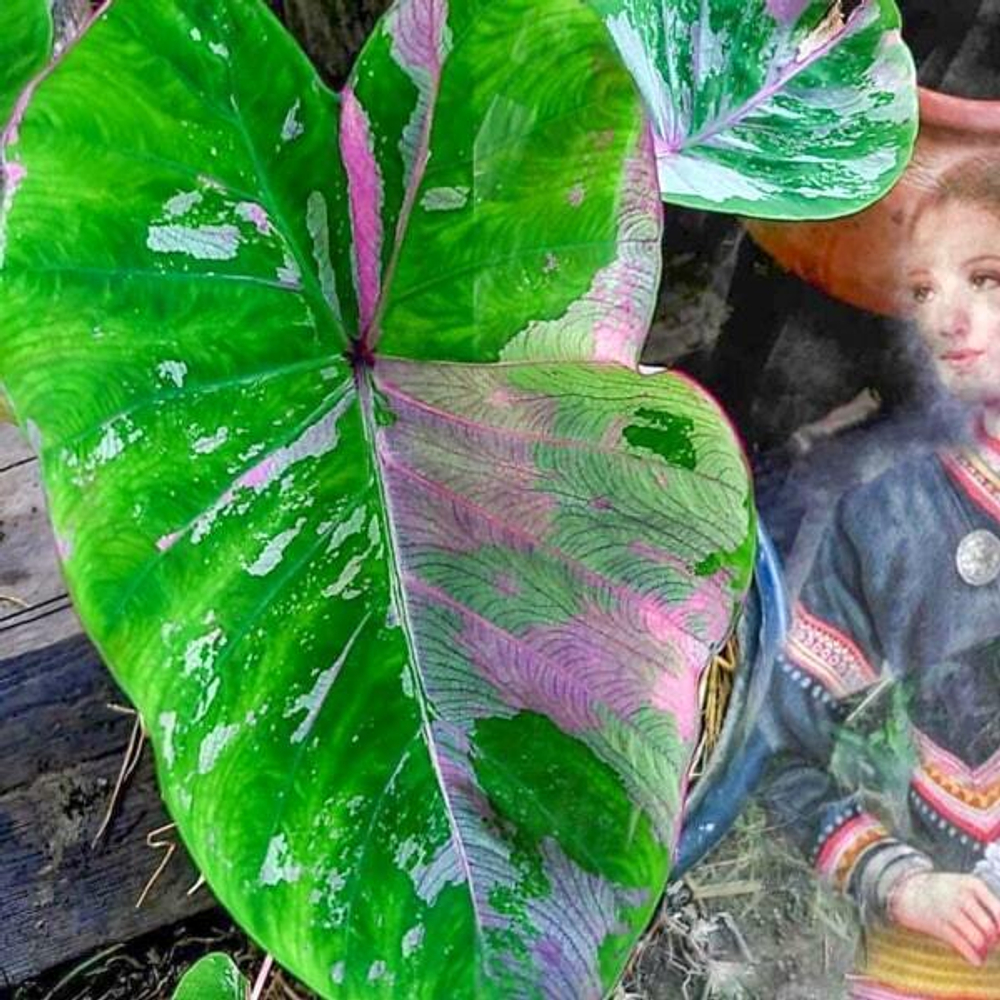 Колоказия UENGJUMON