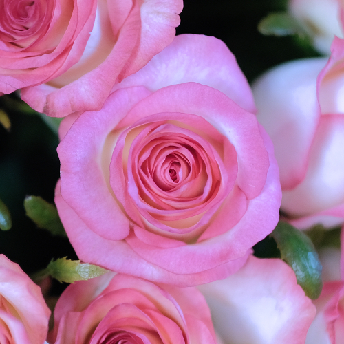 Купить Букет 21 двухцветная роза Jumilia