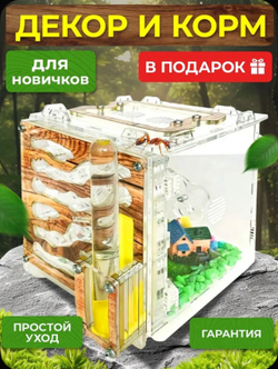 Муравьиная ферма «Кубик Древесный» с муравьями в подарок