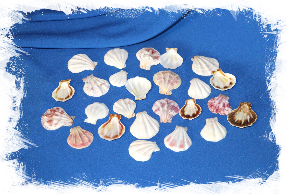 Ракушки Морские гребешки Pecten subplicatus. Купить