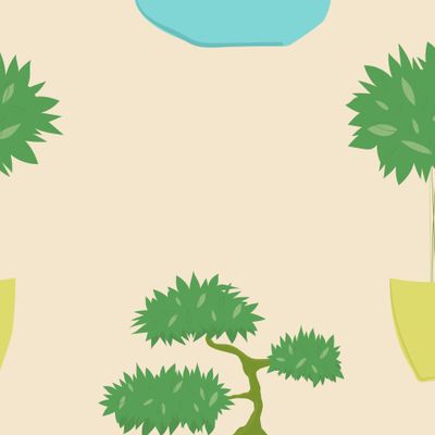 Фикус бонсай