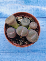 Lithops sp. (Литопсы)