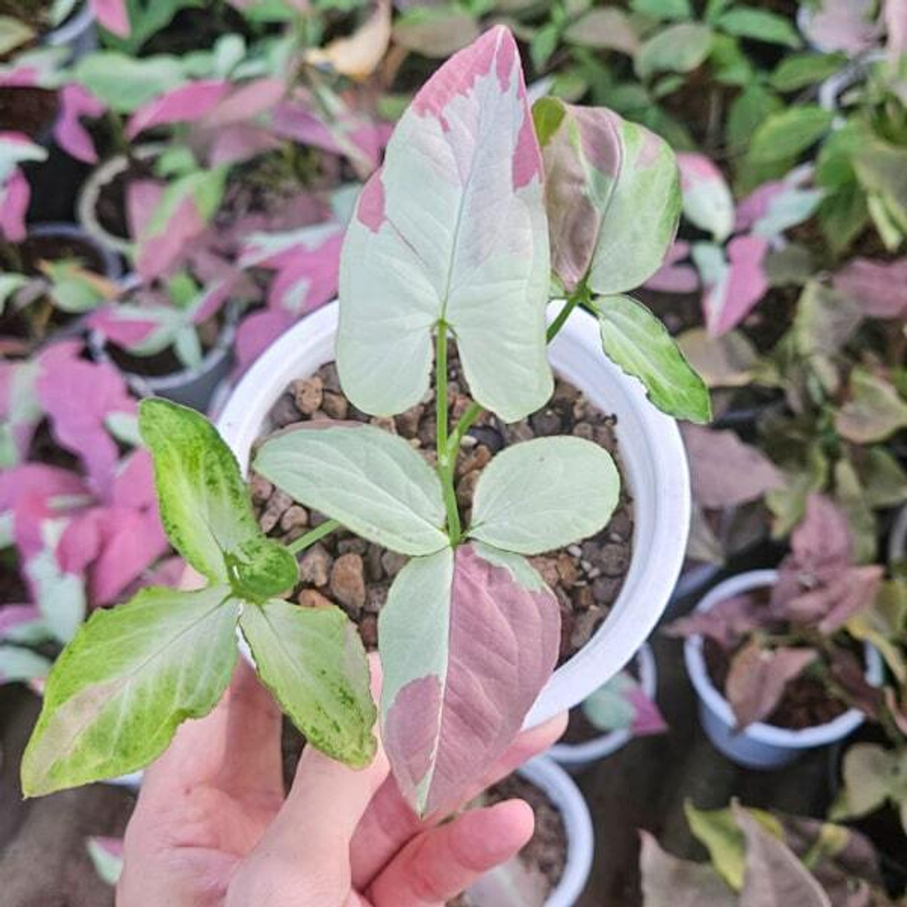 Сингониум RASPBERRY VAR