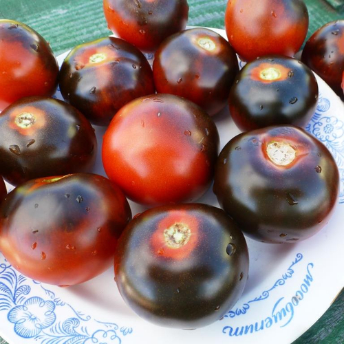 Помидоры - Blue Chocolate - Синий Шоколад
