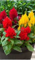 Целозия метельчатая BRIGHT SPARKS MIX