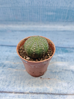 Euphoria Obesa (Эуфорбия)