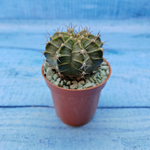 Gymnocalycium Friedrichii (Гимнокалициум)