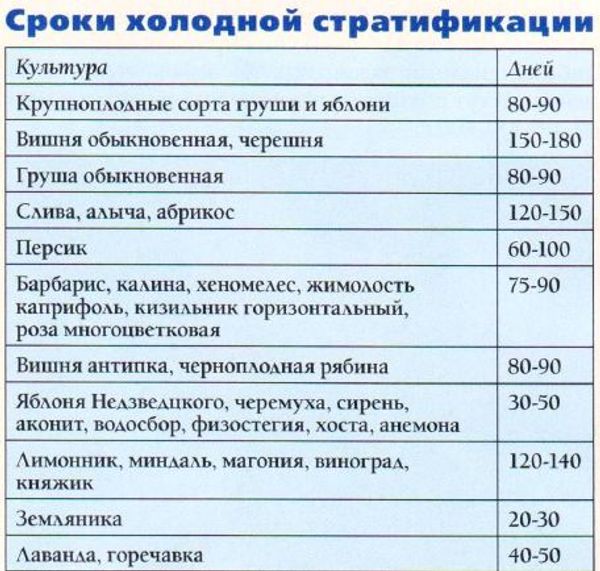 «Финальный звонок» для стратификации: успеваем заложить семена яблони и груши на холод «Финальный звонок» для стратификации: успеваем заложить семена яблони и груши на холод