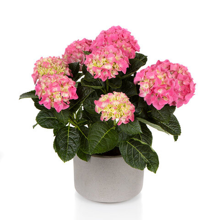 Hi Halo (Хай Хэло) P12 Европа 2026