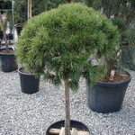 Сосна горная Мопс В+С20 Ра40-60