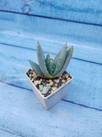 Aloe Peglerae (Алоэ)