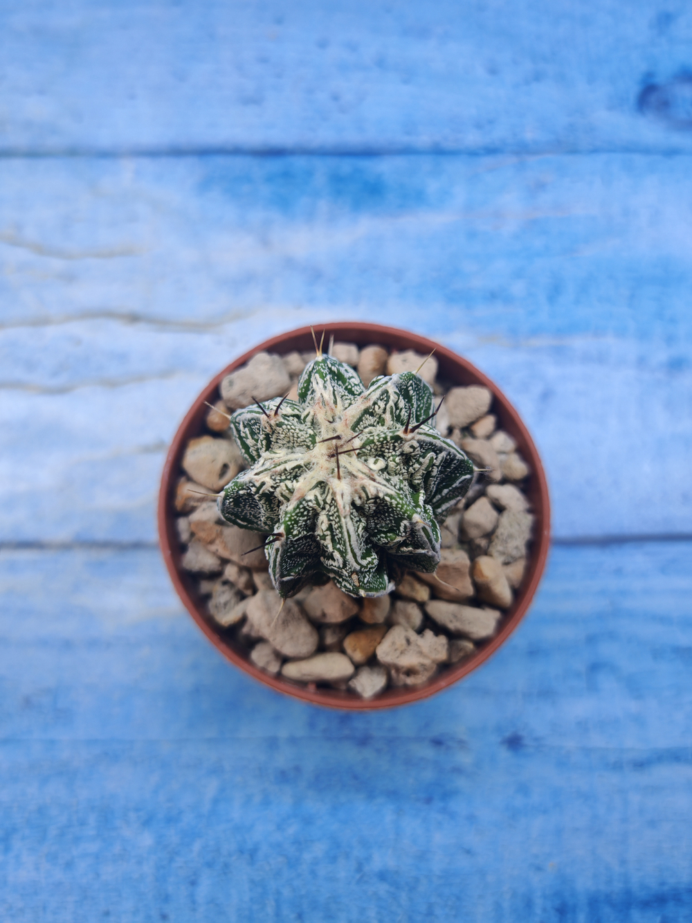 Astrophytum Myriostigma Fukuryu (Астрофитум)