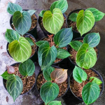 Антуриум KING OF SPADES s.M