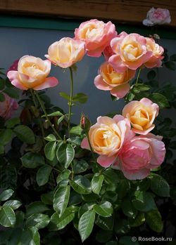 Изабель Отисье (Isabelle Autissier)