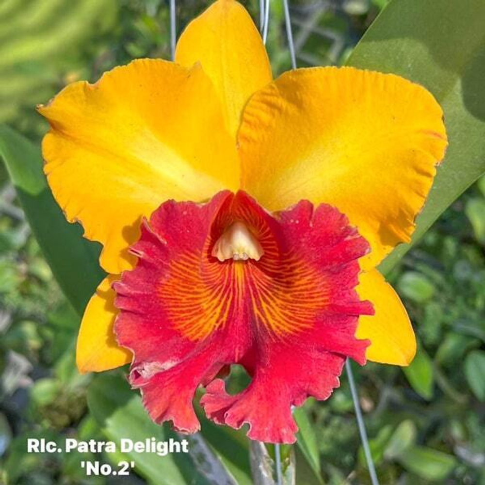 Орхидея ринхолелиокаттлея RLC. PATRA DELIGHT '#2'